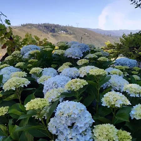 A Casa Com 2 Pereiras 4*