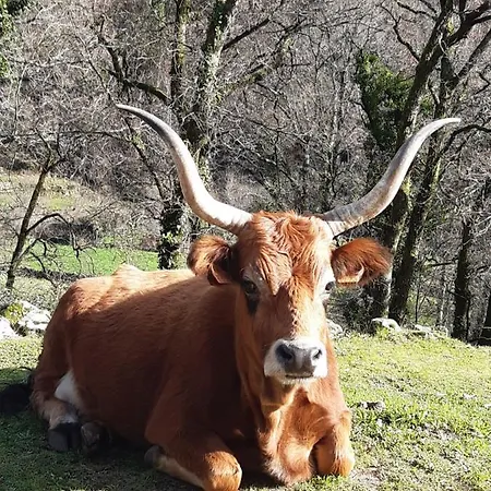 Alojamento de Acomodação e Pequeno-almoço A Casa Com 2 Pereiras Terras de Bouro
