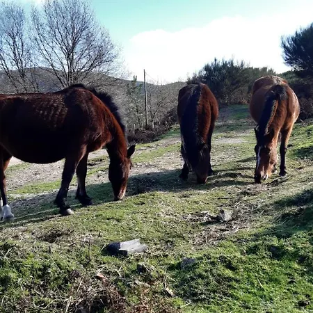 Bed and Breakfast A Casa Com 2 Pereiras 4*