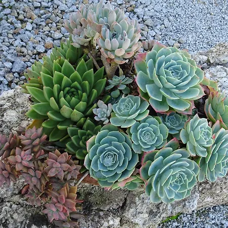 A Casa Com 2 Pereiras 4* Terras de Bouro