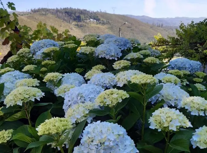 A Casa Com 2 Pereiras 4*