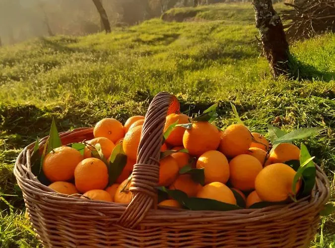 A Casa Com 2 Pereiras 테라스 드 부로