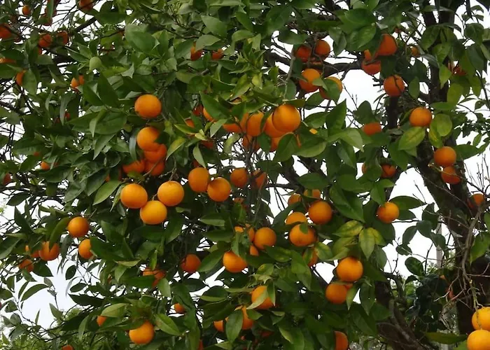 A Casa Com 2 Pereiras 4*