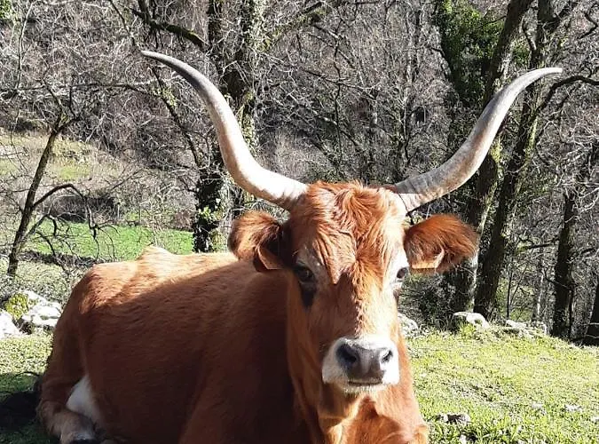 B&B A Casa Com 2 Pereiras 테라스 드 부로