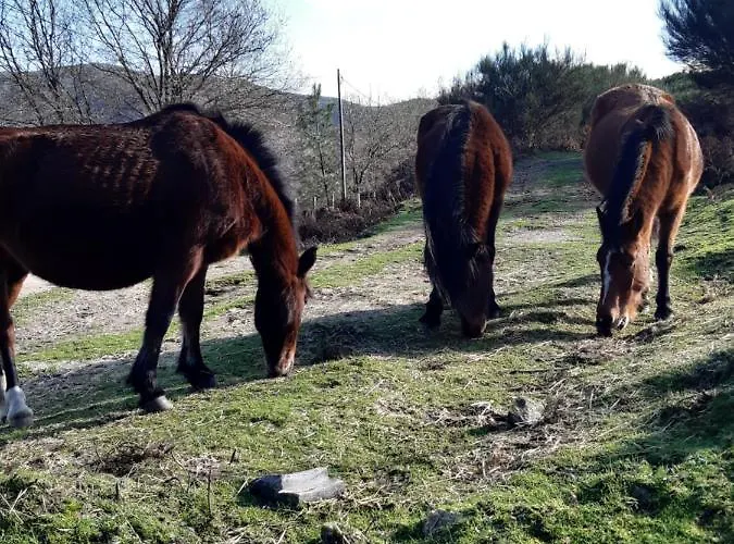 B&B A Casa Com 2 Pereiras 4*