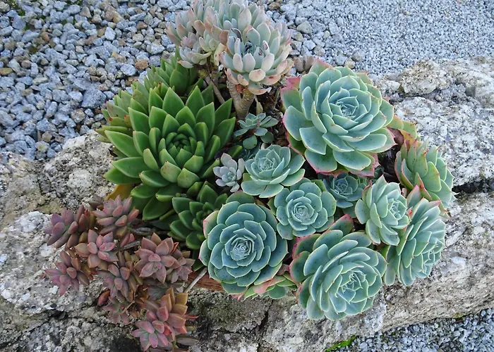 A Casa Com 2 Pereiras 4* 테라스 드 부로